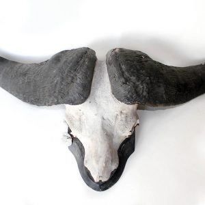 AFRICAN CAPE BUFFALO MOUNT
