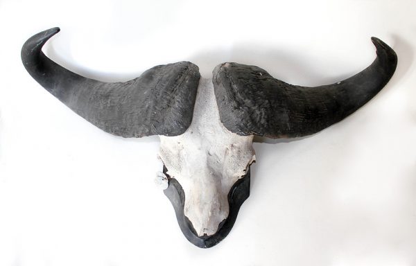 AFRICAN CAPE BUFFALO MOUNT