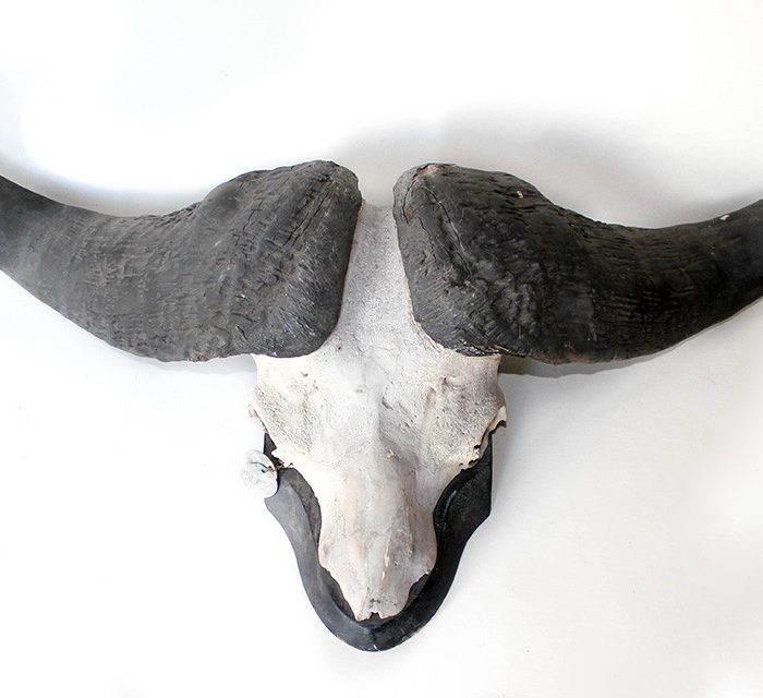 AFRICAN CAPE BUFFALO MOUNT