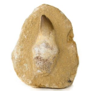 LARGE FOSSILISED TOOTH