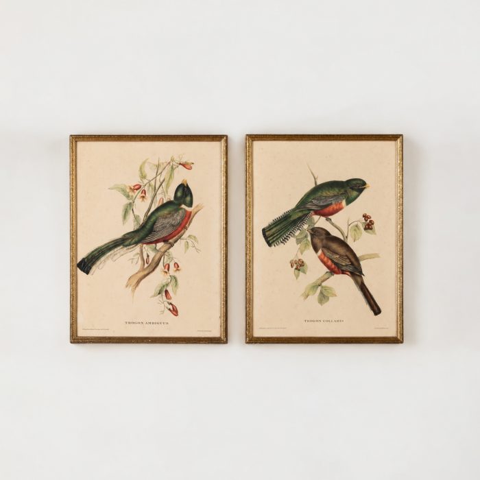 Beautiful Pair of Antique Framed Bird Lithograph Prints after John Gould (1804–1881), Trogon Ambiguus, Trogon Collaris, Natural History